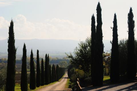 Agriturismo Castiglione del Lago mit Restaurant | Tritt