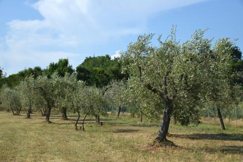 Luxusvilla Montecarlo mit Pool, Tritt Case in Italia