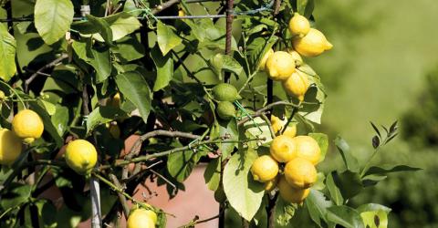 Großes Ferienhaus für Gruppen bei Florenz, Toskana | Tritt-toskana.de