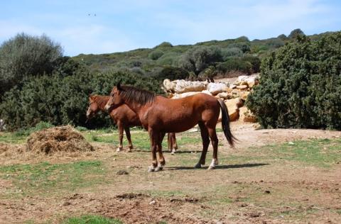 Ferienvila mit Pool für 10 Personen bei Alghero, Sardinien, Tritt Case in Italia