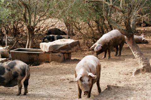 Ferienvila mit Pool für 10 Personen bei Alghero, Sardinien, Tritt Case in Italia