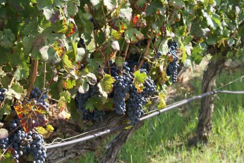 Agriturismo mit Pool bei Alghero, Sardinien, Tritt-Case in Italia