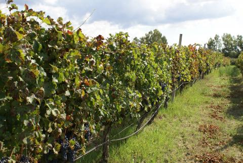 Agriturismo mit Pool bei Alghero, Sardinien, Tritt-Case in Italia