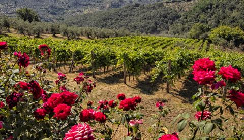 Agriturismo Carmignano in Prato, Toskana | Tritt-toskana.de