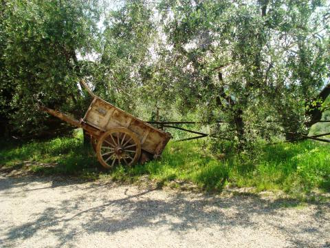 Tenuta Montelupo: Apartments zwischen den Weinreben | Tritt-toskana.de