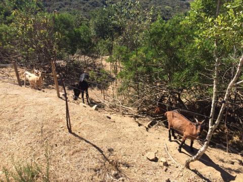 Exquisite Villa auf der italienischen Insel Elba | Tritt-toskana.de