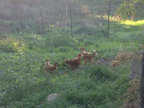 Einfach wohfühlen! Ferienhaus Lungarno in Arrezzo | tritt-toskana.de