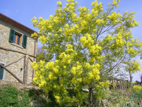 Villa Cortona