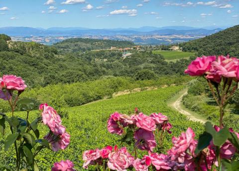 Agriturismo in den Weinbergen von Montepulciano |Tritt-toskana.de