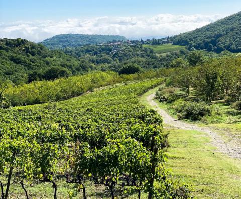 Agriturismo in den Weinbergen von Montepulciano |Tritt-toskana.de