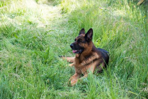 Agriturismo mit Ferienwohnungen und Pool