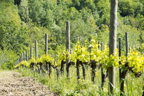 Agriturismo mit Ferienwohnungen und Pool