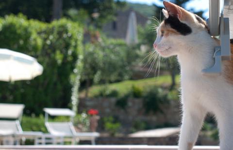 Schöne Ferienwohnungen mit Pool und Klimaanlage |Tritt-Toskana.de