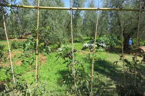 Agriturismo l'Antica Fattoria * * *Pisa, Toskana|Tritt-toskana.de