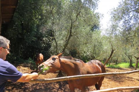 Agriturismo l'Antica Fattoria * * *Pisa, Toskana|Tritt-toskana.de