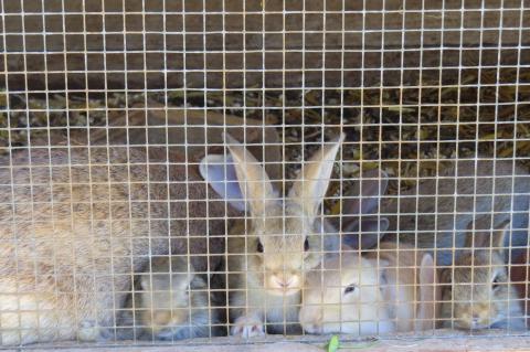 Agriturismo l'Antica Fattoria * * *Pisa, Toskana|Tritt-toskana.de