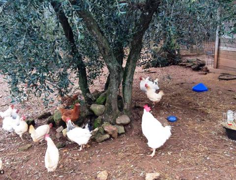 Agriturismo l'Antica Fattoria * * *Pisa, Toskana|Tritt-toskana.de