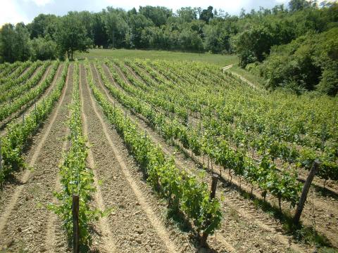 Weinbergen