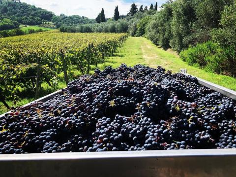 Agriturismo Chianti in der Toskana | Tritt-toskana.de