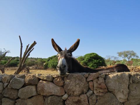 Residence Corallo, Ferienwohnungen Sardinien. Tritt Case in Italia