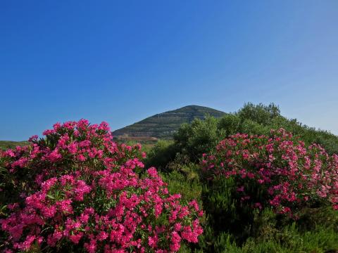 Residence Corallo, Ferienwohnungen Sardinien. Tritt Case in Italia