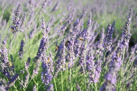 Lavendel in der Toskana