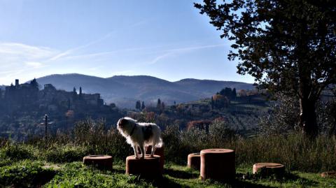 Wanderung mit oder ohne Hund im Chianti Gebiet