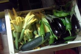 Ferienwohnung mit Pool auf Elba