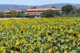 Sonnenblumenfeld