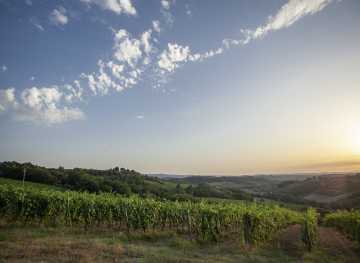 wein und gastronomie