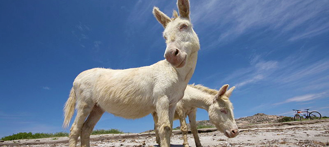 Asinara eiland Sardinië