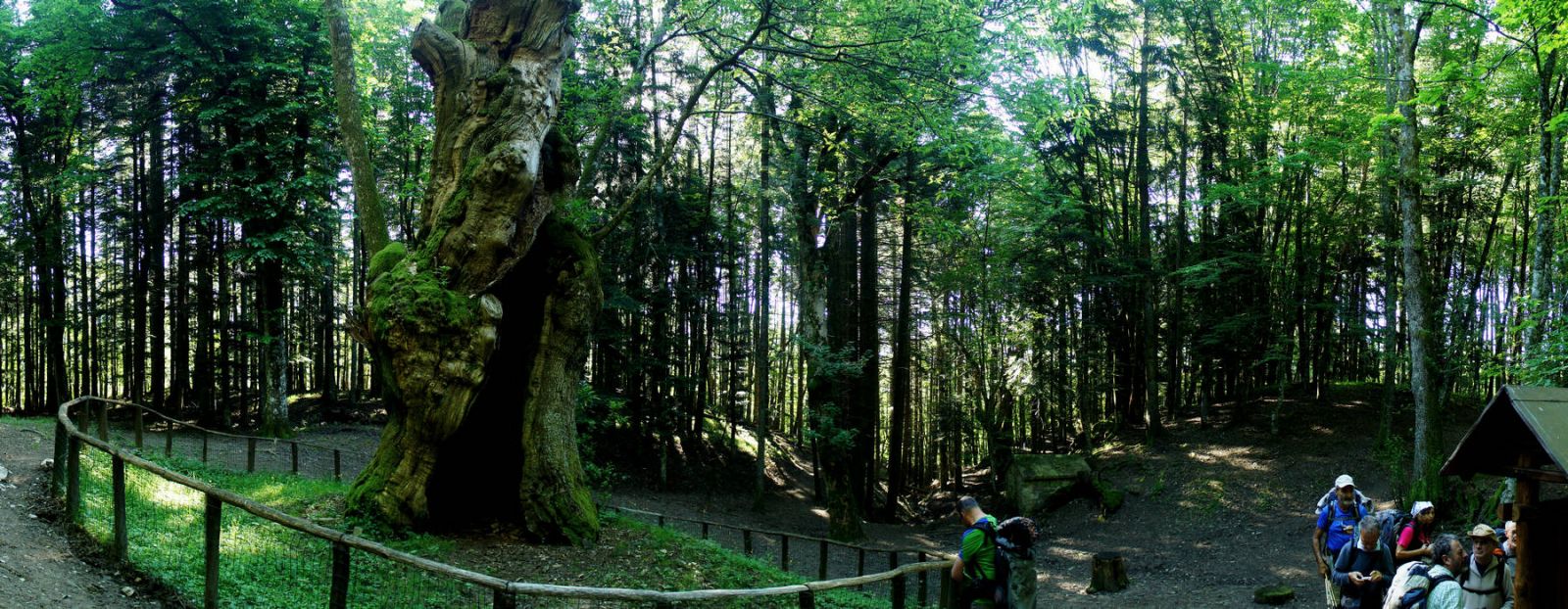 Arezzo Camaldoli 500 Jahre alter Kastanienbaum