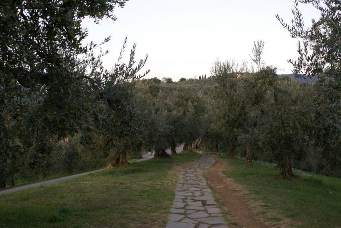 Olivenhain, Vinci, Toskana
