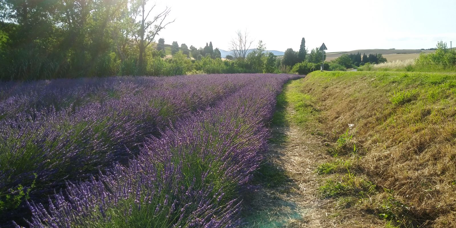 Lavendelfelder bei Pisa, Toskana