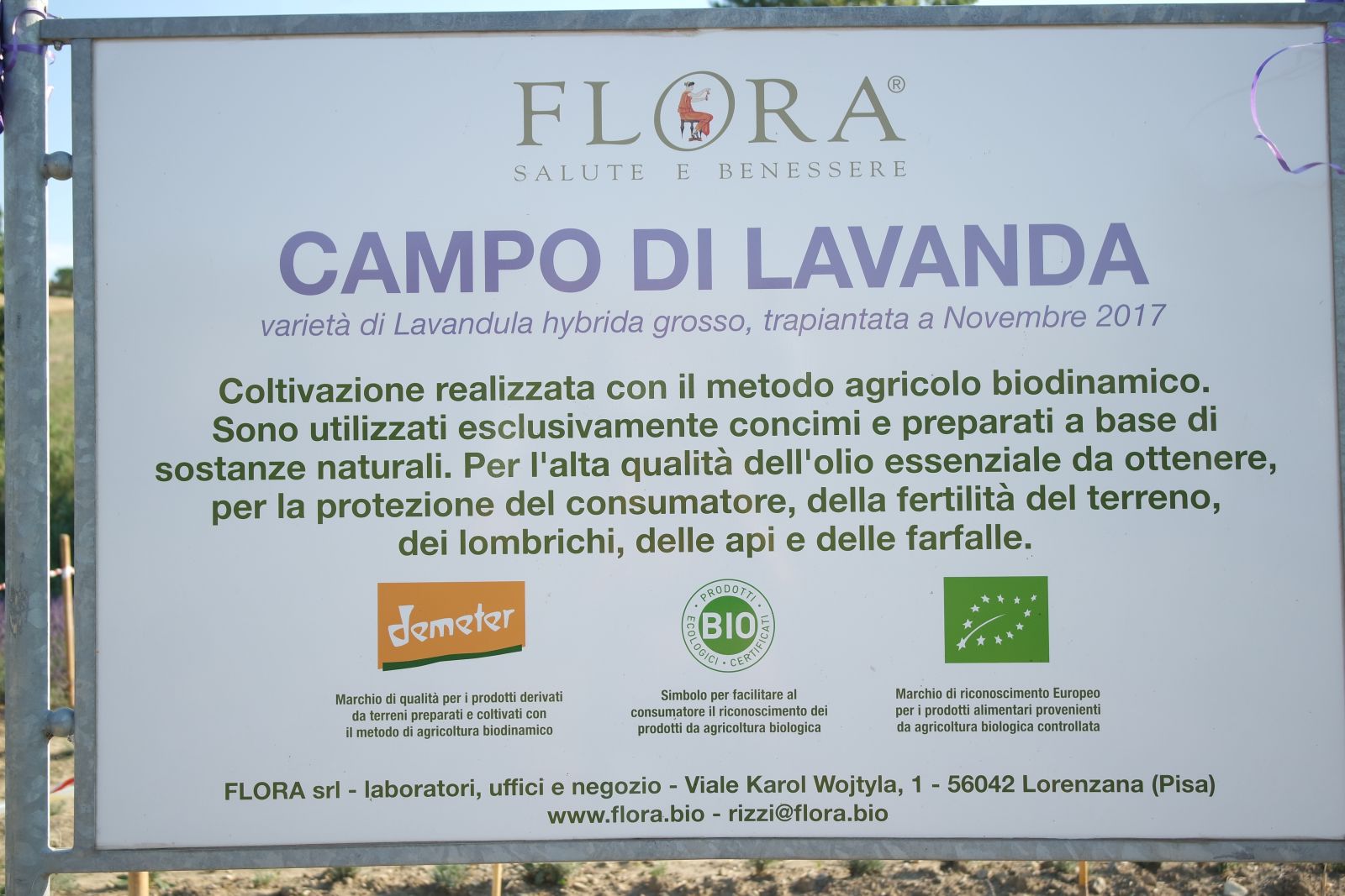 Lavendel Flora, Pisa, Toskana