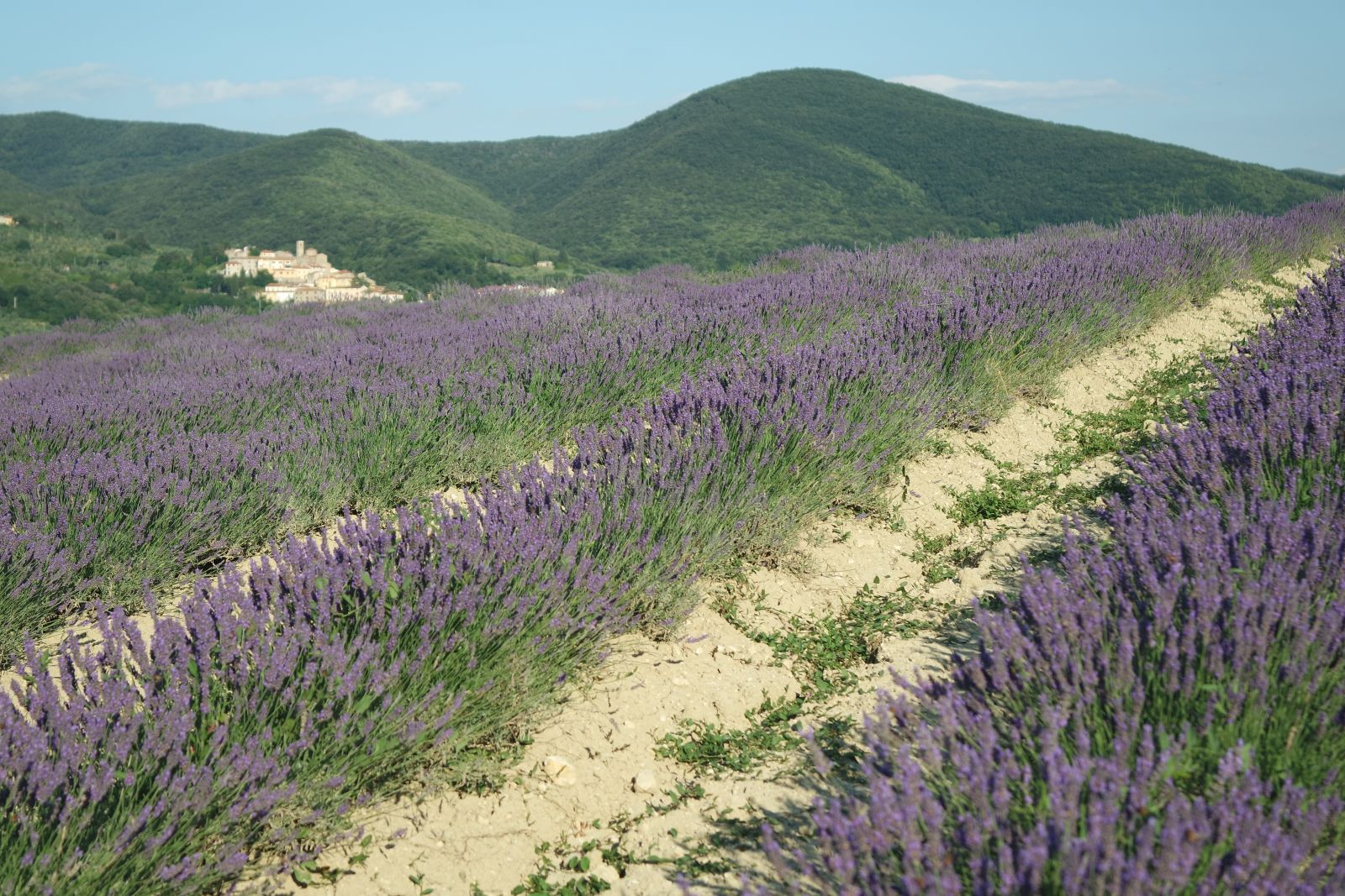 Lavendelfelder bei Pieve Santa Luce, südlich von Pisa, Toskana