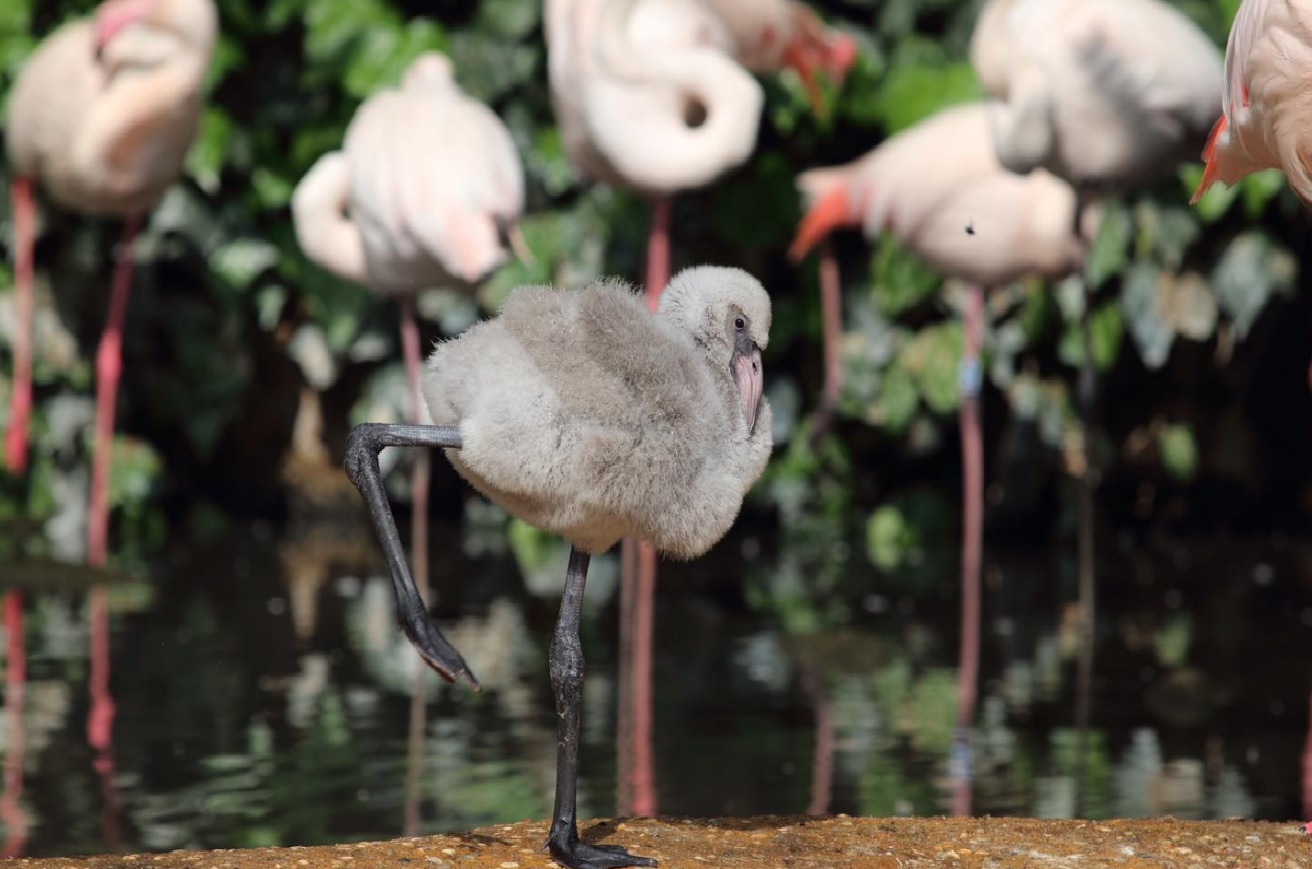 Zoo in Pistoia, Toskana