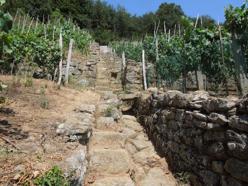 Terrassen met wijnranken - Vinci Toscane