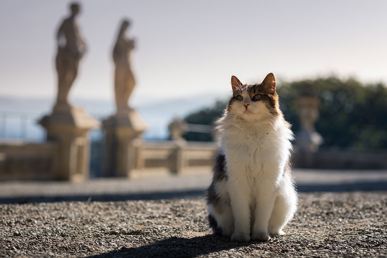 Katzen in der Villa Bardini, Florenz, Toskana