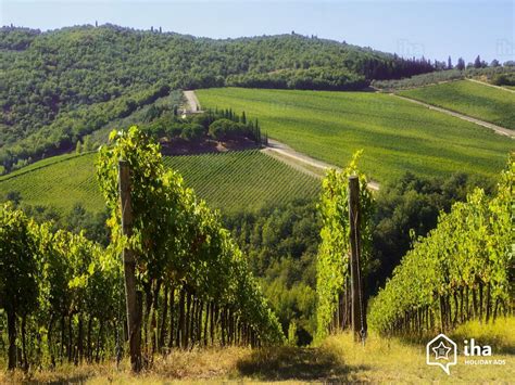 Weinberge in der Toskana, Urlaub in einem Agriturismo