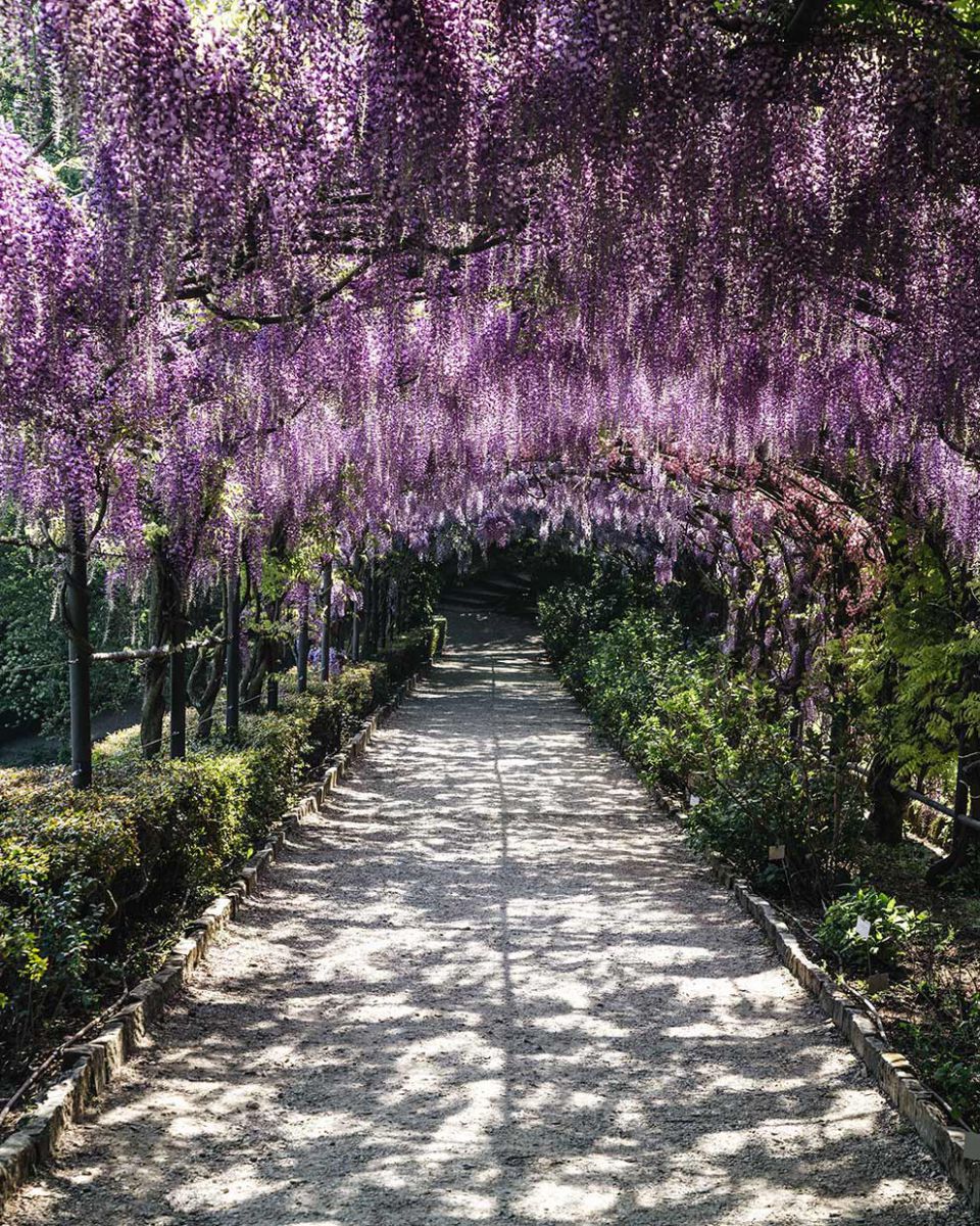 Blauregen in Villa Bardini, Florenz, Toskana