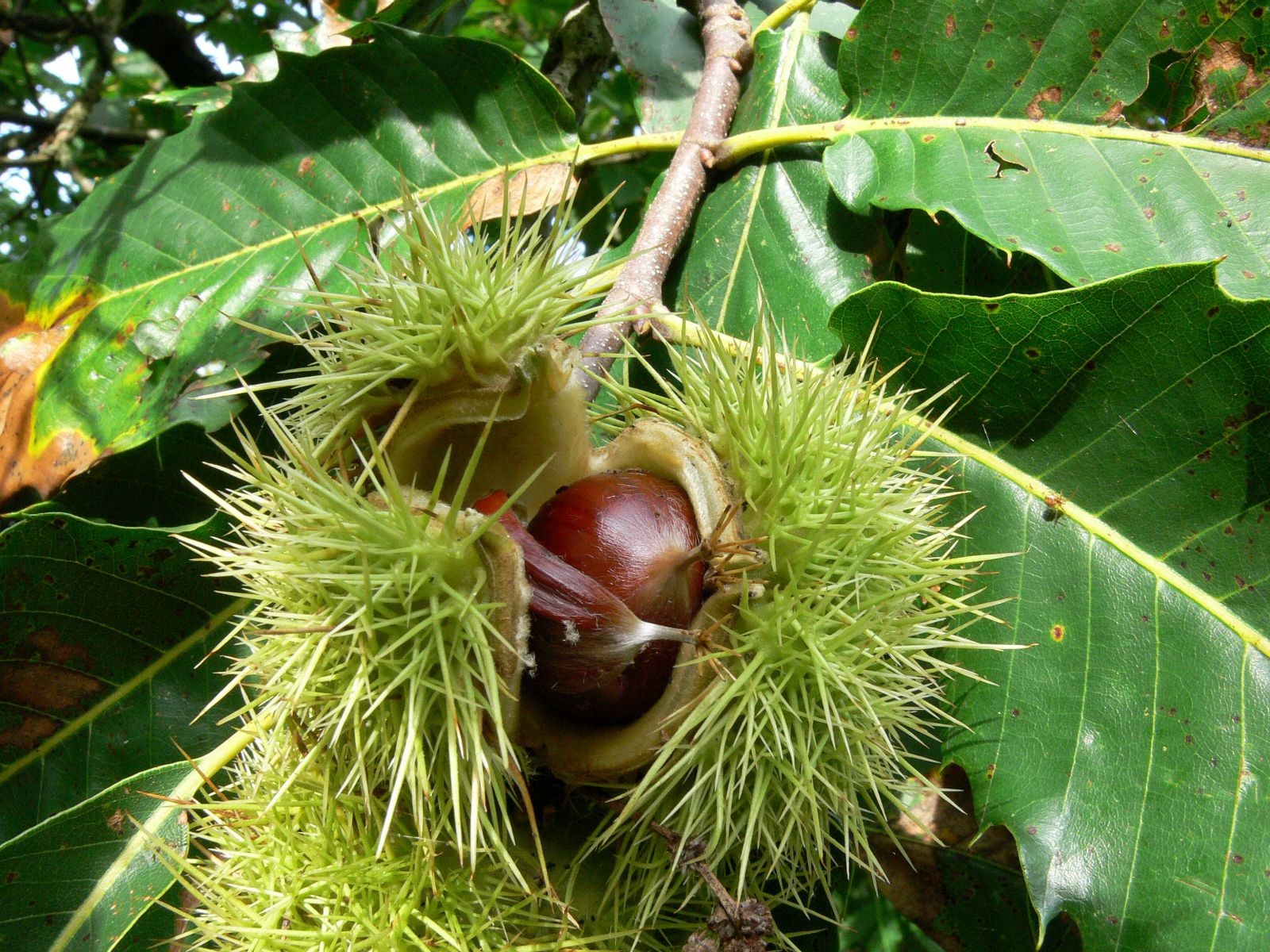 Kastanienfest in der Toskana Lucca