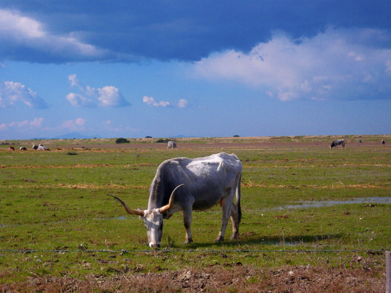 Maremma-Rinder Toskana