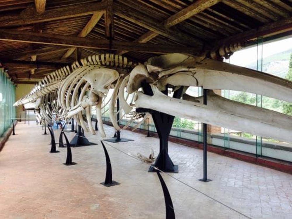 Calci Museum der Naturkunde Sall der Wal-Skelette