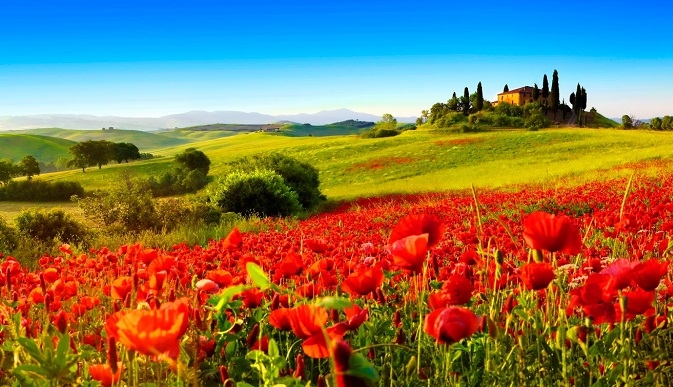 Mohnblumenfelder auf dem Pilgerweg durch die Toskana
