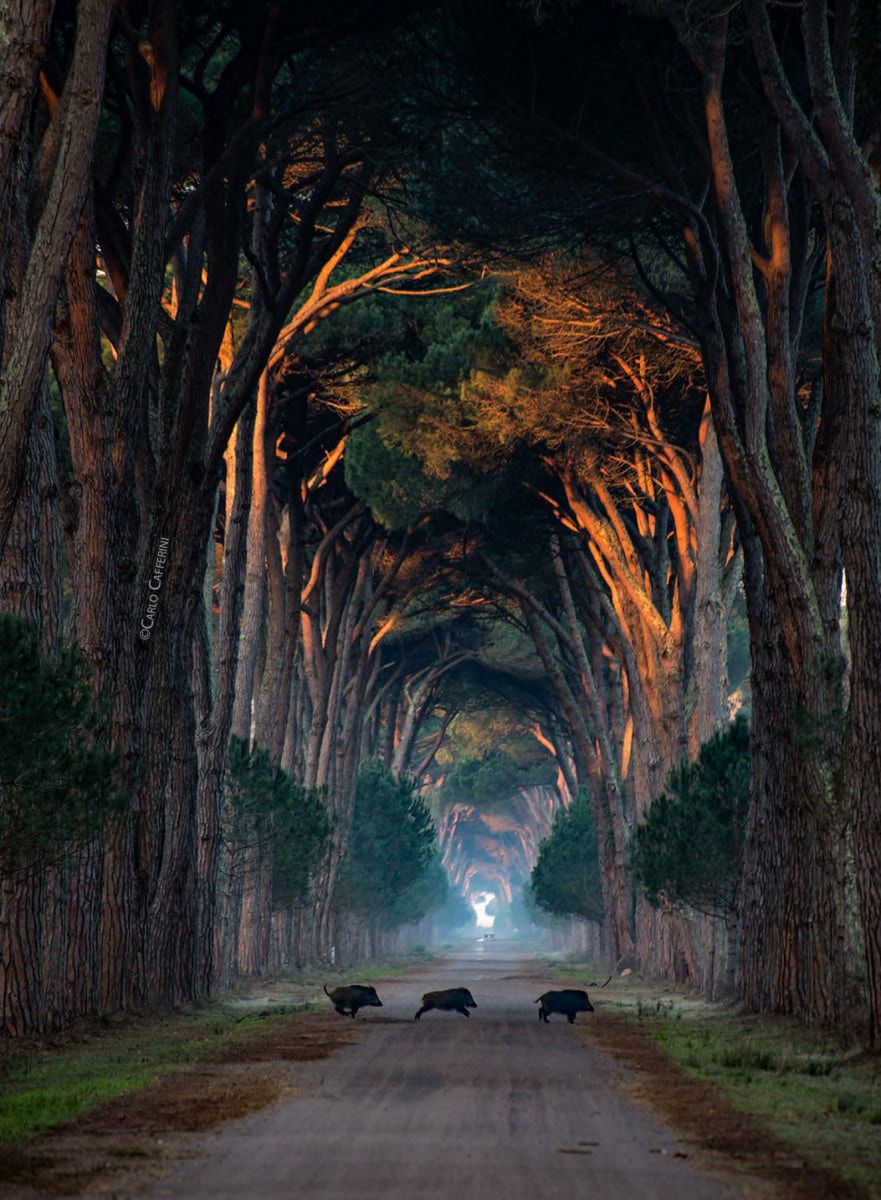 San Rossore Naturschutzgebiet, Pisa, Toskana