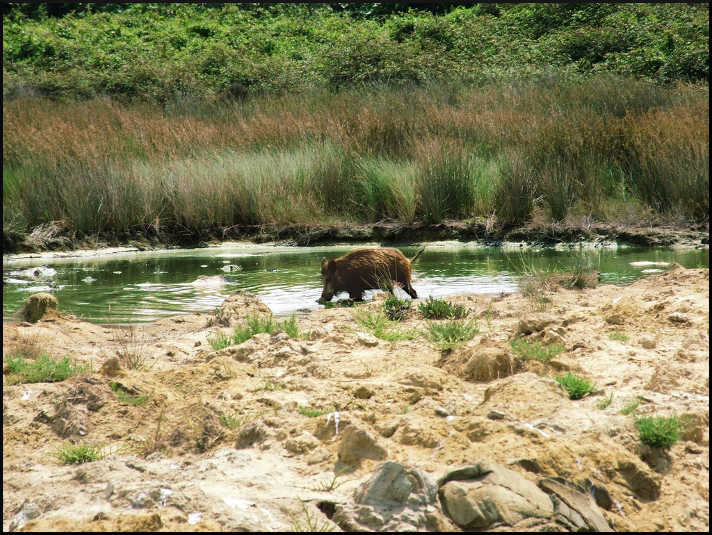 Wildschweine im Naturschutzgebiet San Rossore Pisa Toskana