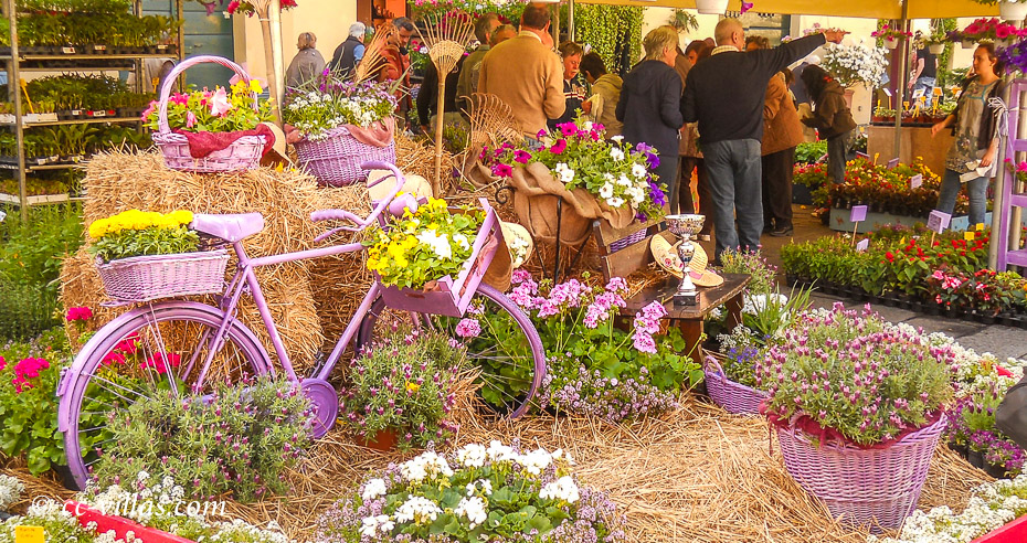 Blumenmarkt für das Blumenfest der Heiligen Zita in Lucca Toskana