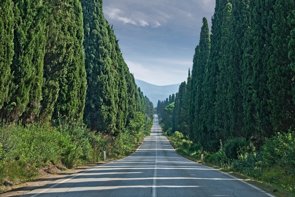 Zypressenallee nach Bolgheri Toskana