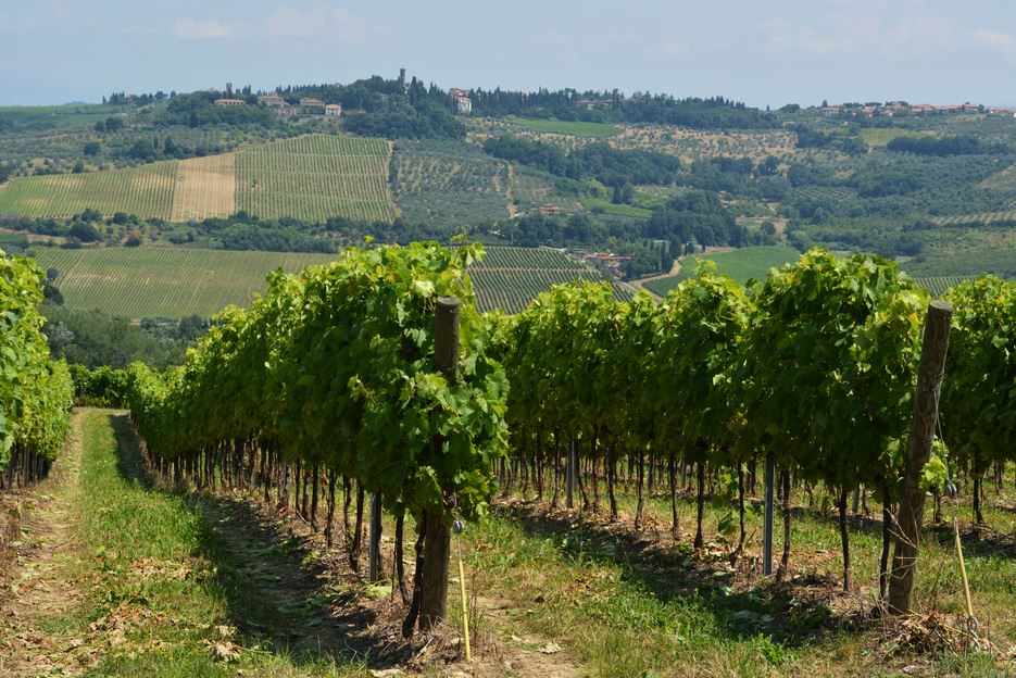 Weinberge der Toskana